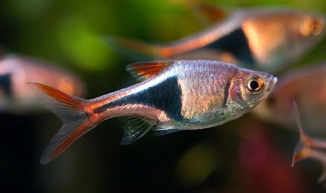 Razbora Klinowa - Trigonostigma heteromorpha