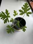 Geranium, anginka