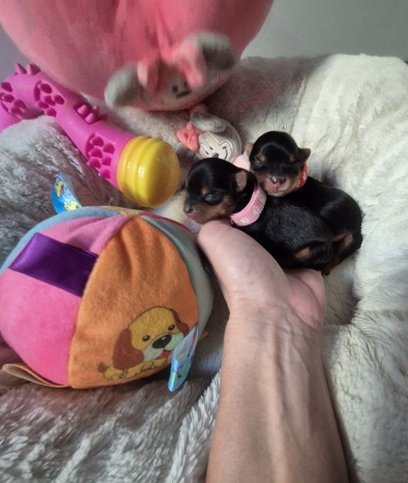 Suczka mini klasyczna Lucy