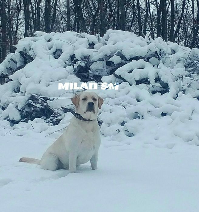 Вязка. Лабрадор ретривер. Кобель.