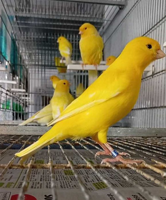 Canários liliana amarelos