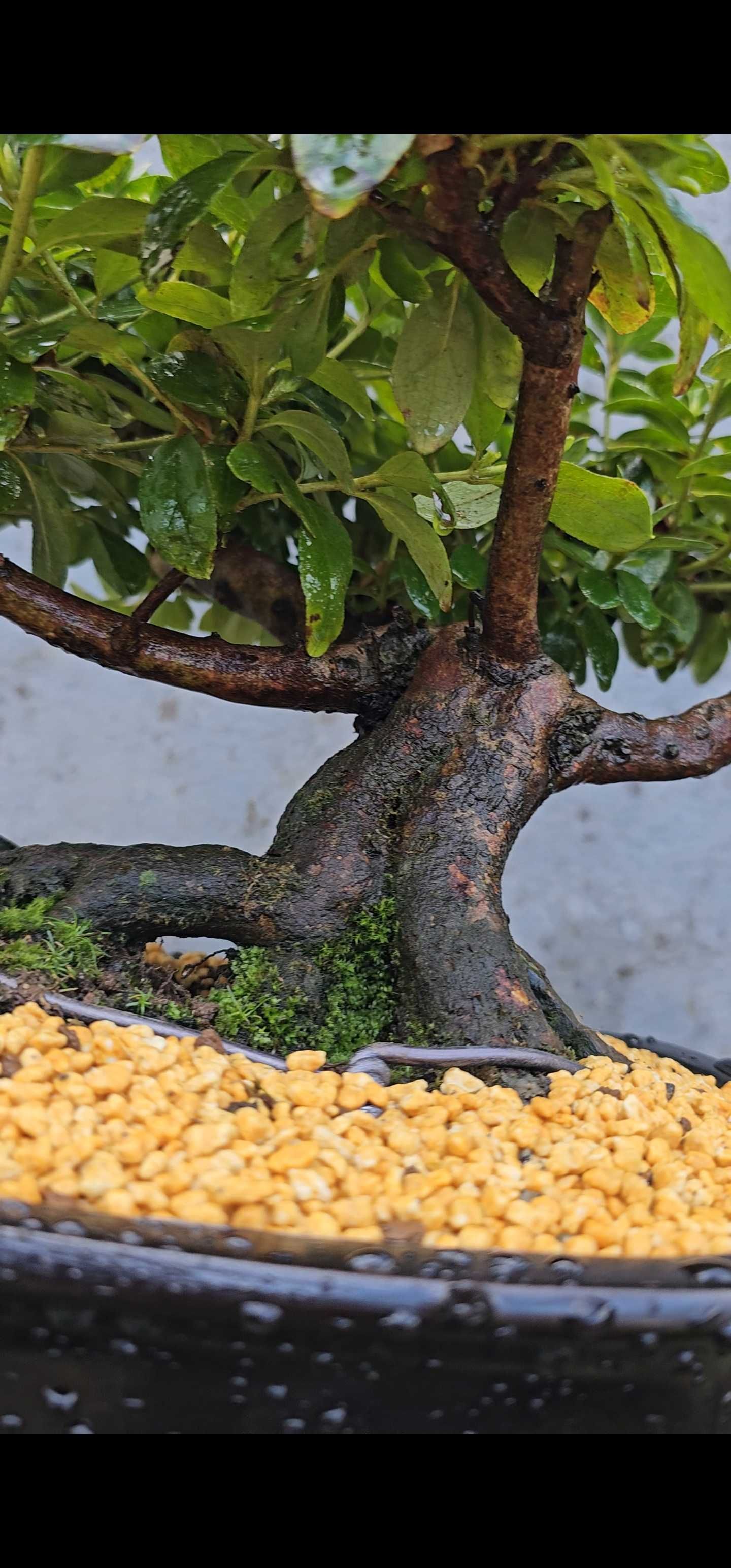Bonsai de azalea