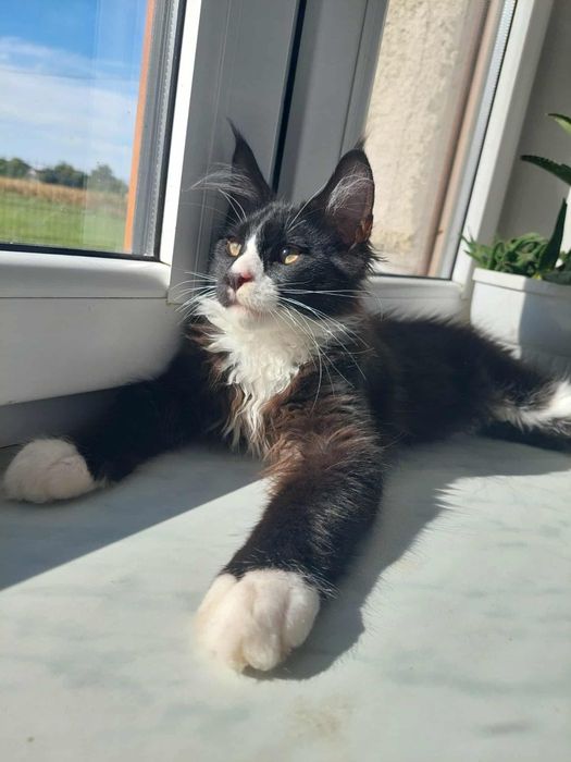 Gotowy do odbioru Kocur Maine Coon z rodowodem FPL