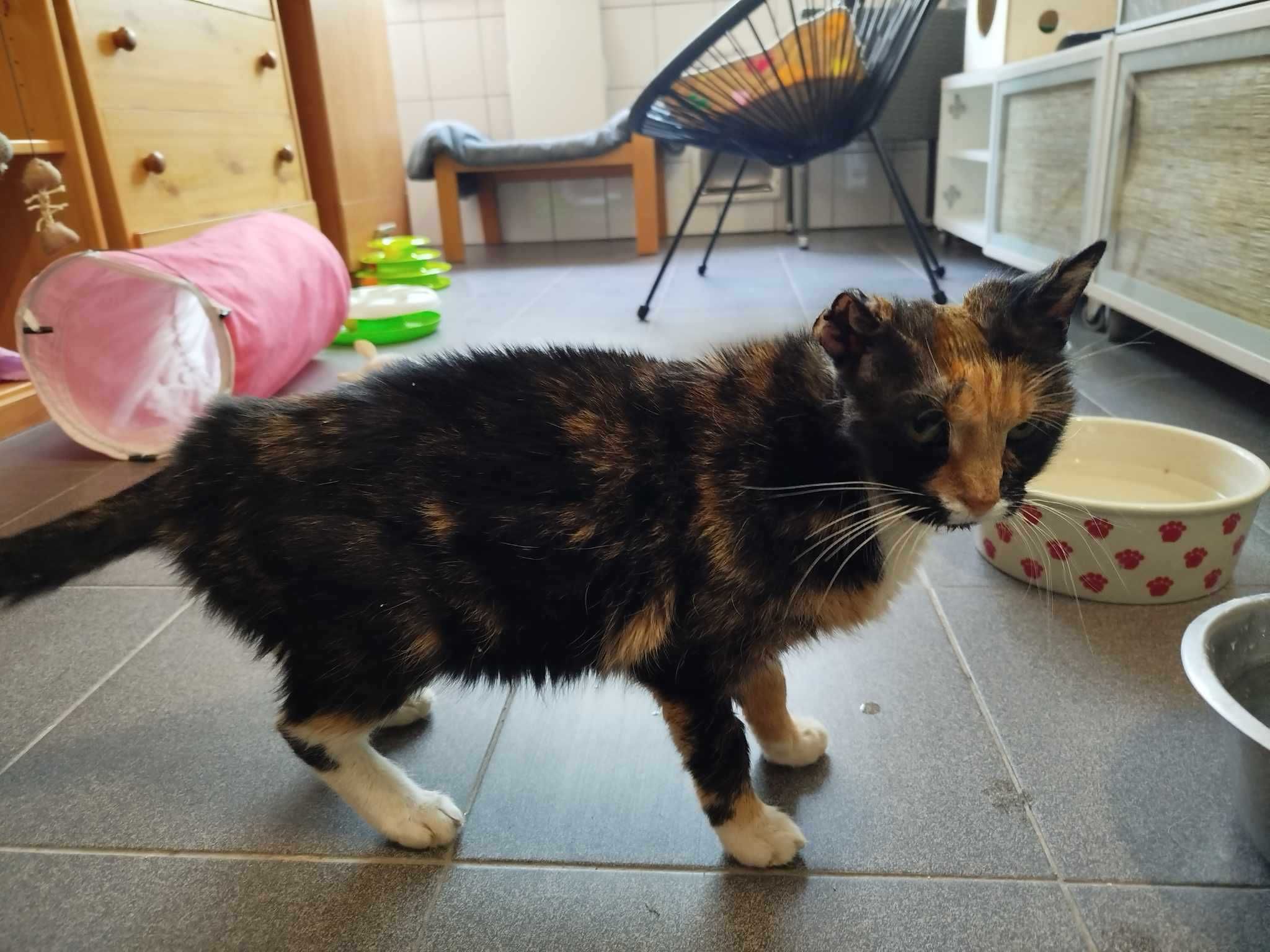 USZATKA kotka szylkretka kot adopcja schronisko
