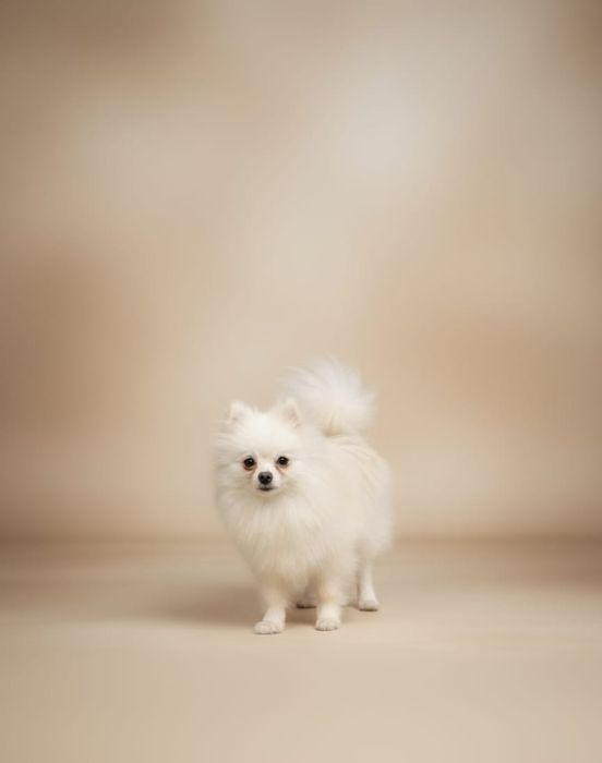 Szpic miniaturowy pomeranian biały pies