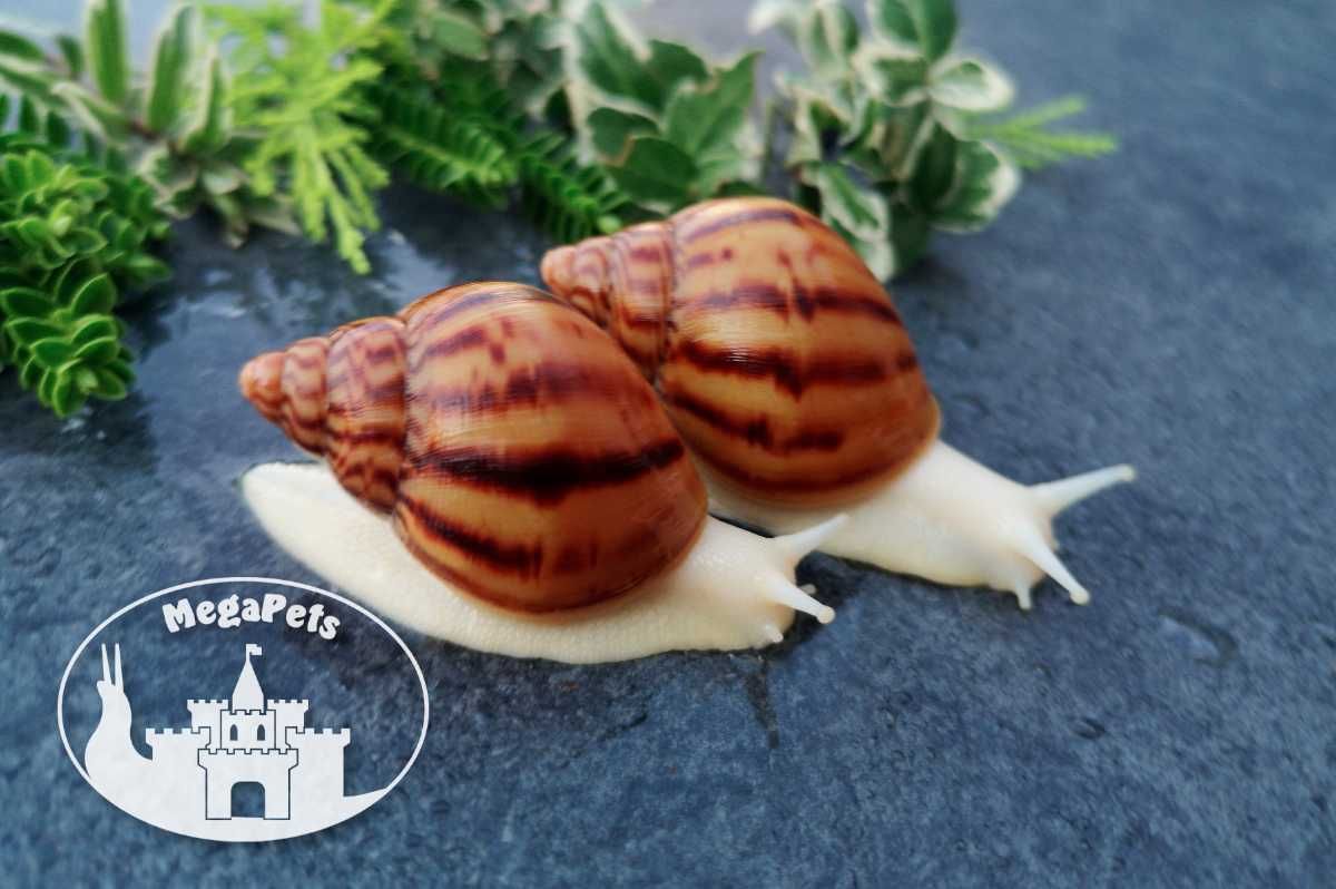 Achatina achatina Ślimaki Lissachatina Archachatina do terrarium