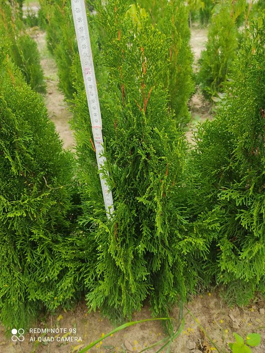 Tuja szmaragd 80 - 100 cm