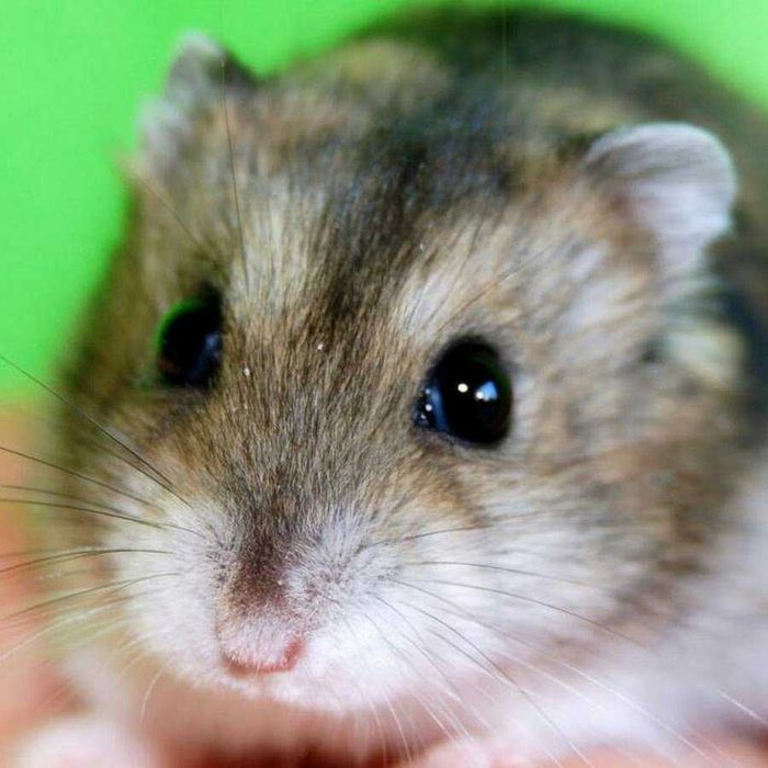 Джунгарские хомячата, хомячки, хомяки, хомяк, карликовые, джунгарики