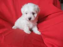 cachorro bichon maltês