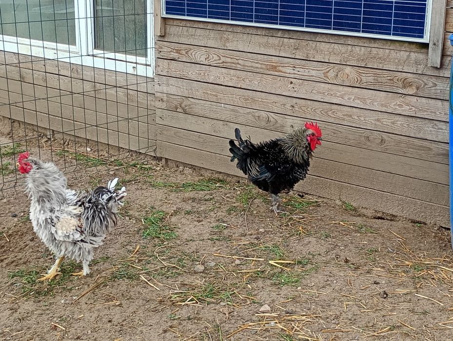 Koguty-sprzedam różne