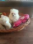 Szpic miniaturowy Pomeranian Biała Suczka gotowa do odbioru