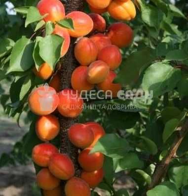 Саджанці абрикоса, персика, сливи, нектарина, яблуня — потужні дерева