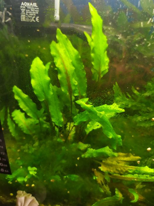 Аквариум со светильником и компрессором