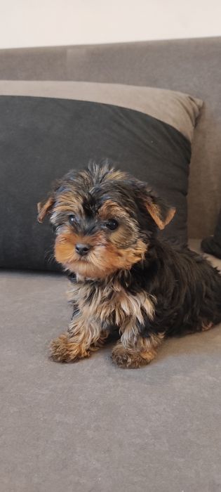 Yorkshire terrier piesek z rodowodem mini