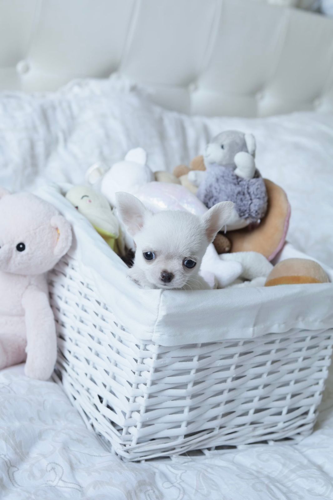 Mini dziewczynka chihuahua fci