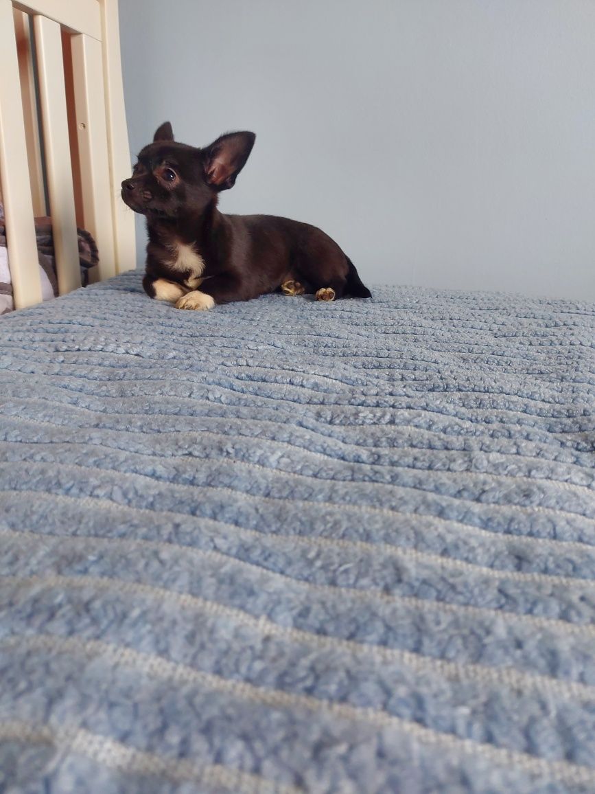 Chihuahua Preta e Branca
