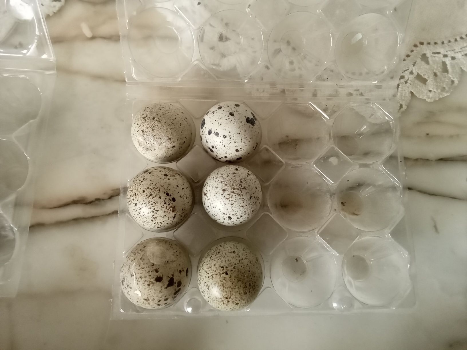 Vendo ovos de codorniz para comer e incubação