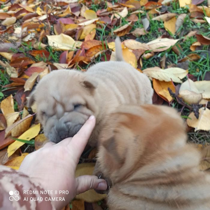 Мальчики и девочка щенки шарпей