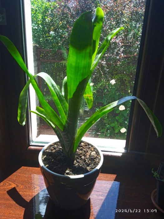 Ехмея Полосата (зембровидна)