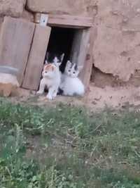 Котята котики милашки