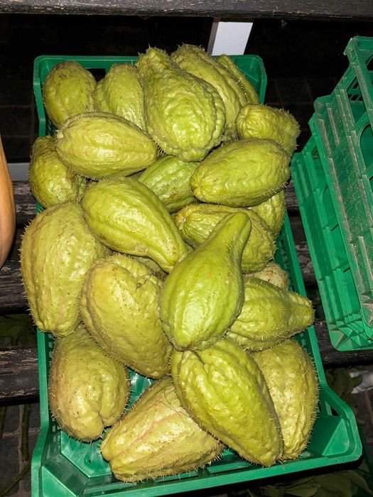 Vendo ChouChou caseiro