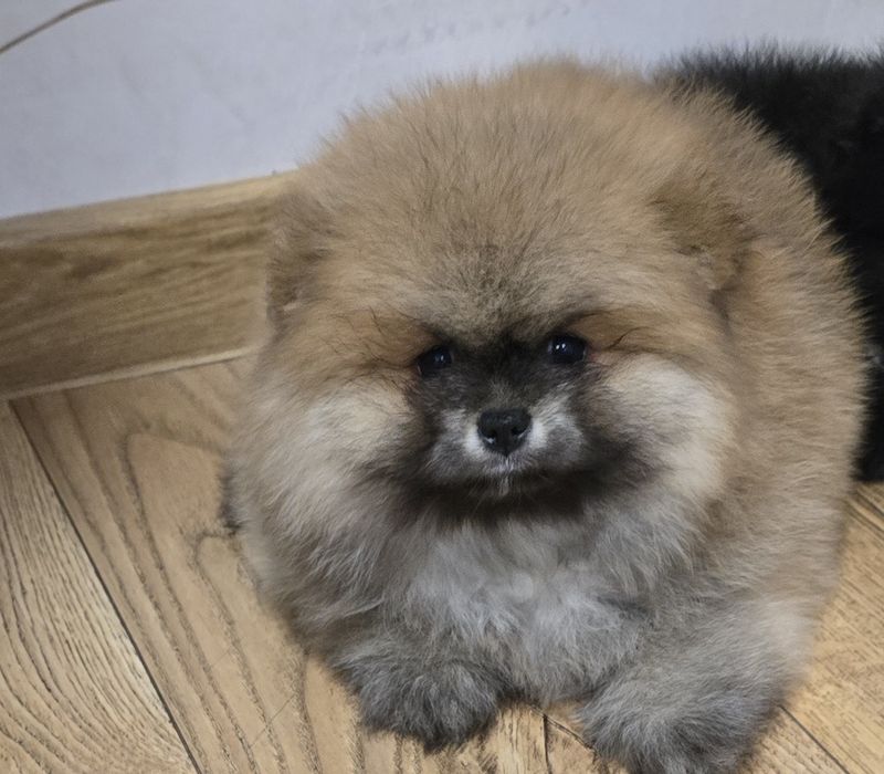Szpic miniaturowy pomeranian