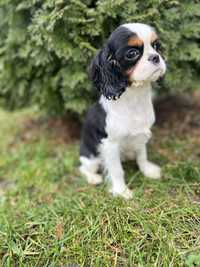 Cavalier king charles spaniel