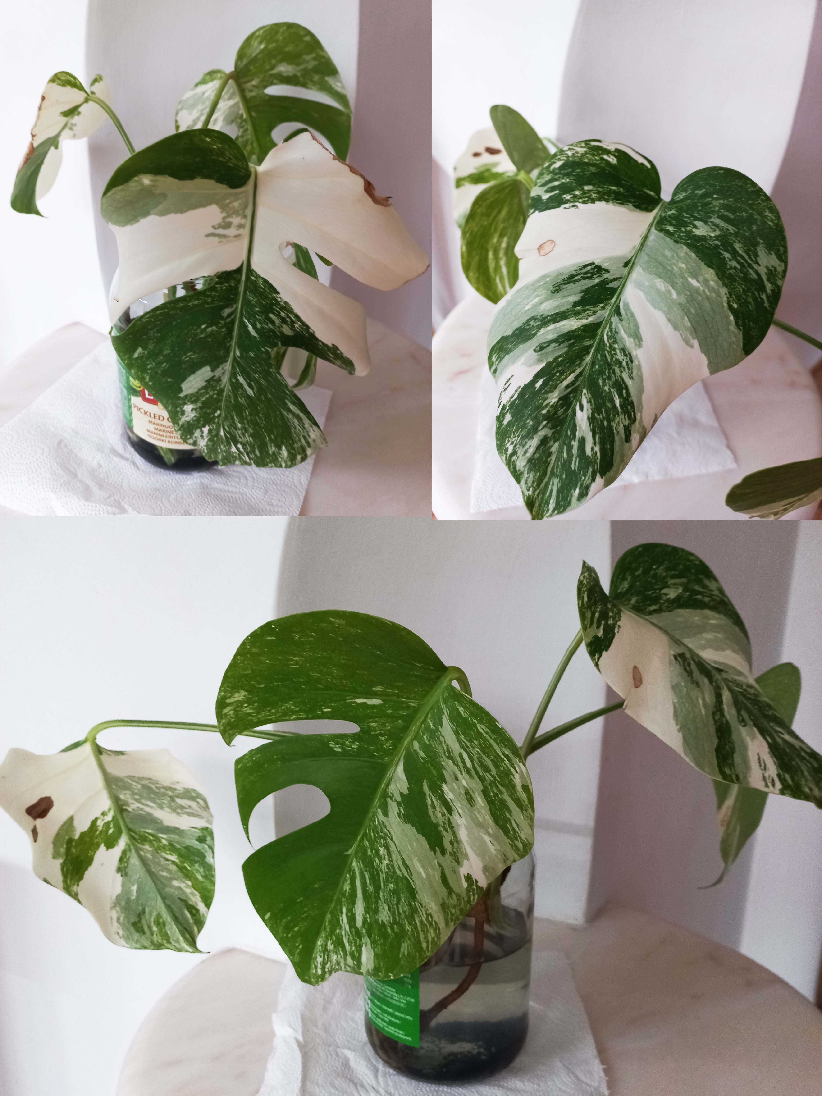 Monstera variegata – sadzonki do ukorzenienia