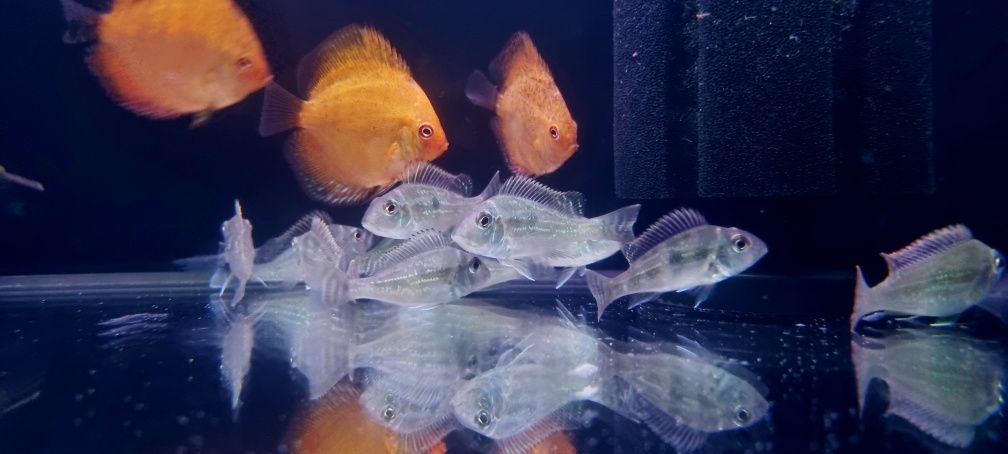 Ziemiojad geophagus sveni