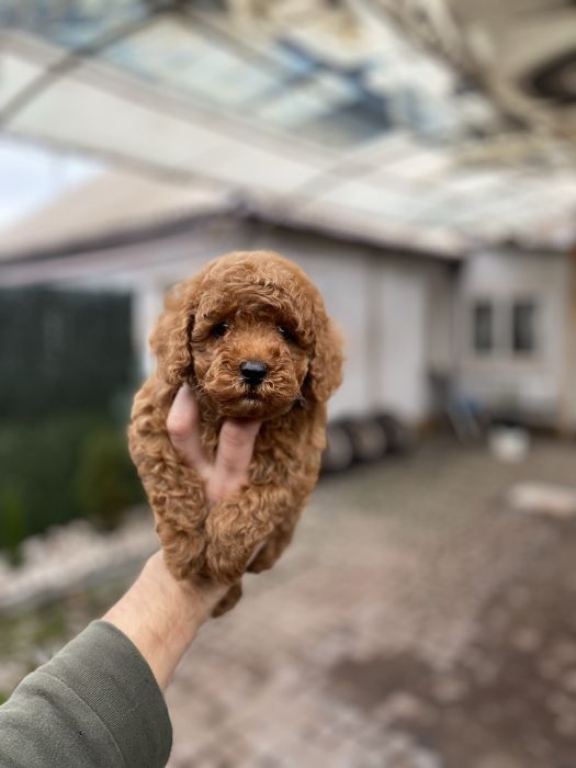 Мальтіпу цуценятка мальтіпушки
