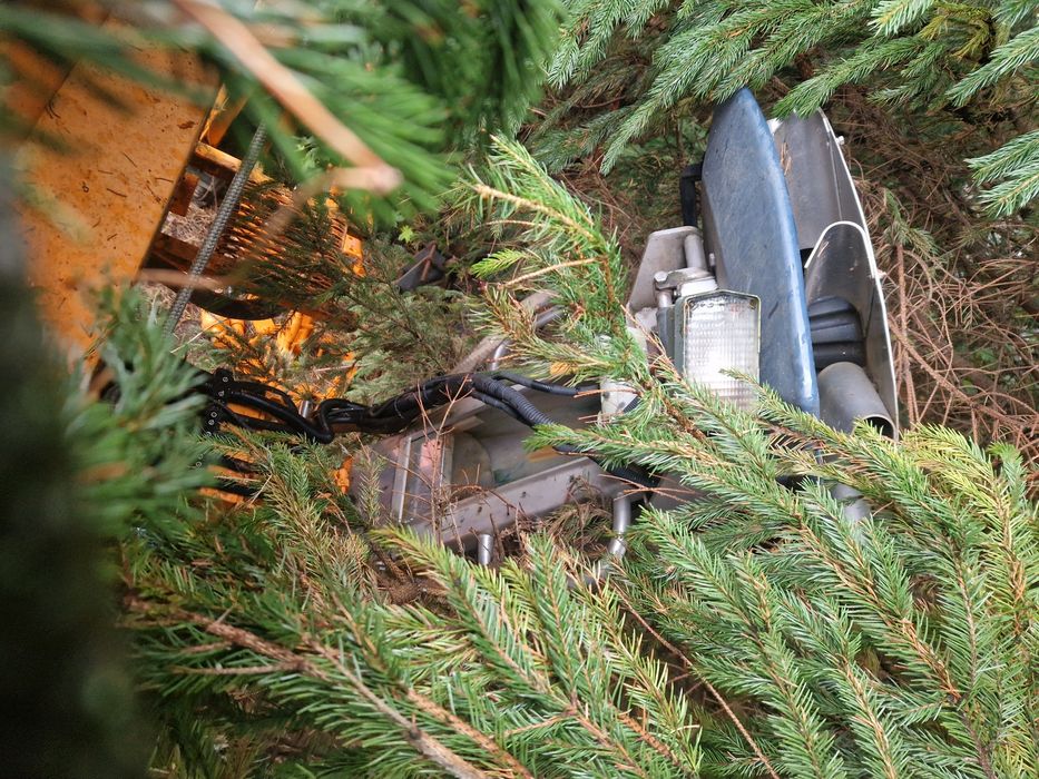 Piaskarko- solanka Schmidt