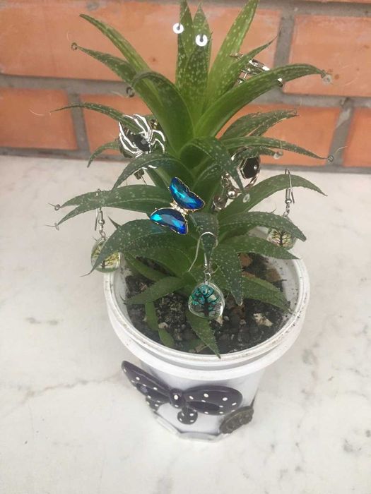 Хавортія .Рослини різного розміру і ціни.