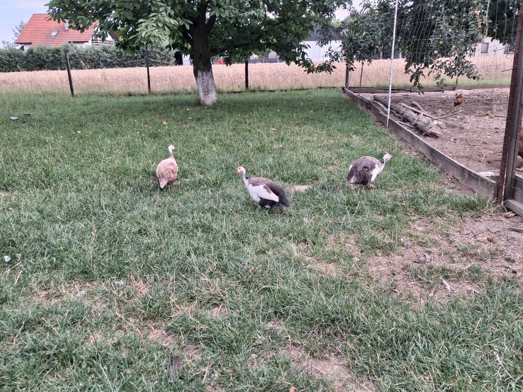 Perliczki jaj lęgowe
