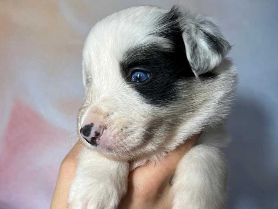 pies Border Collie ZKwP(FCI) szczeniak blue-merle