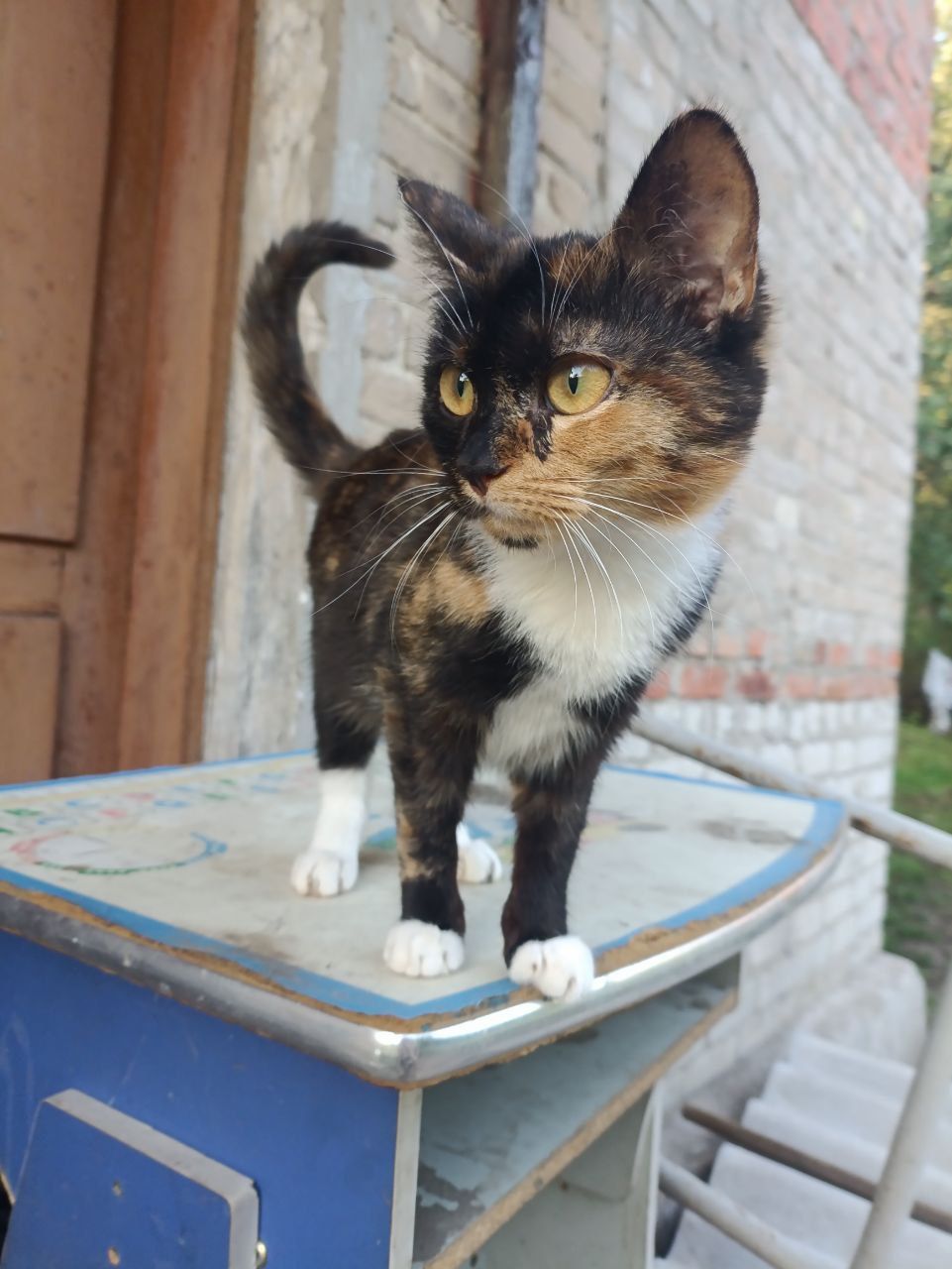 Бесплатно котята