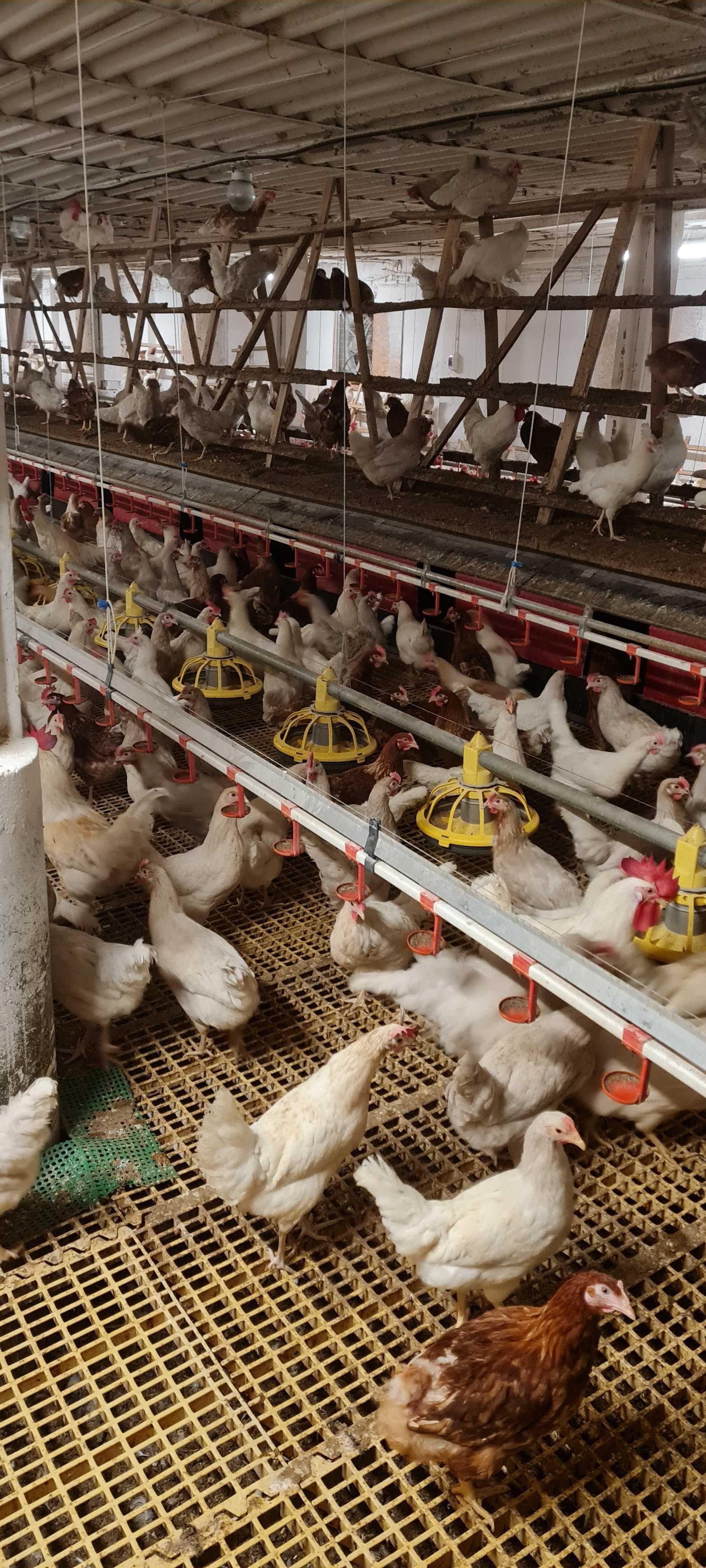 Kury Nioski Młode z jajkiem Rosa1 Astra Messa Leghorn.Dowóz Gratis