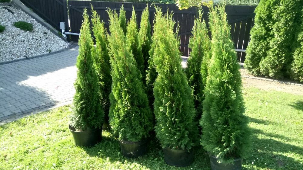Tuja szmaragd 120-130cm