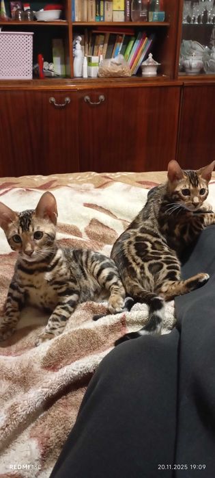 Продам кошенят Бенгал