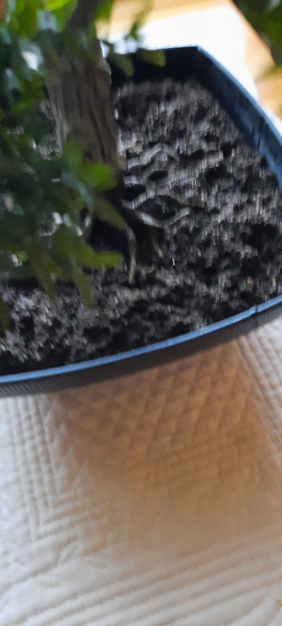 Piekne ozdobne bonsai