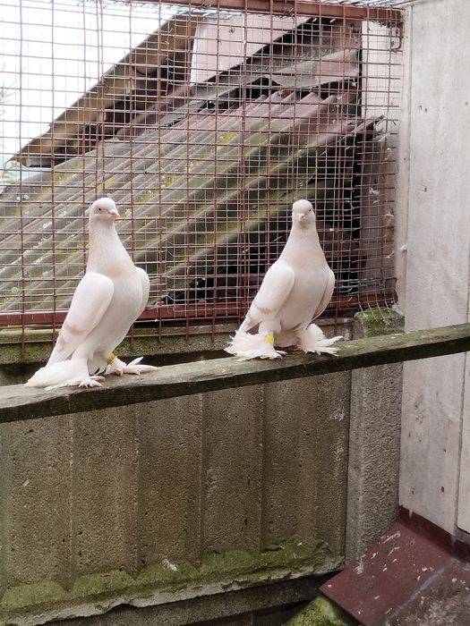 Blawindry ,blauwindry, gołębie ozdobne