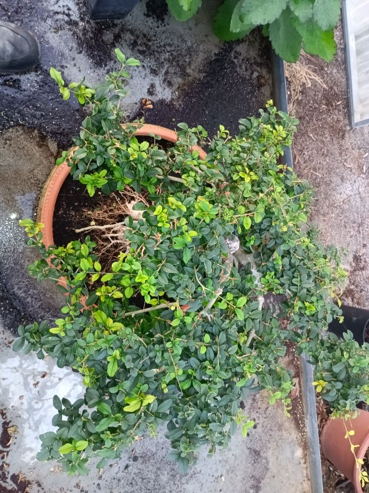 Bonsai Ligustrum 10 anos