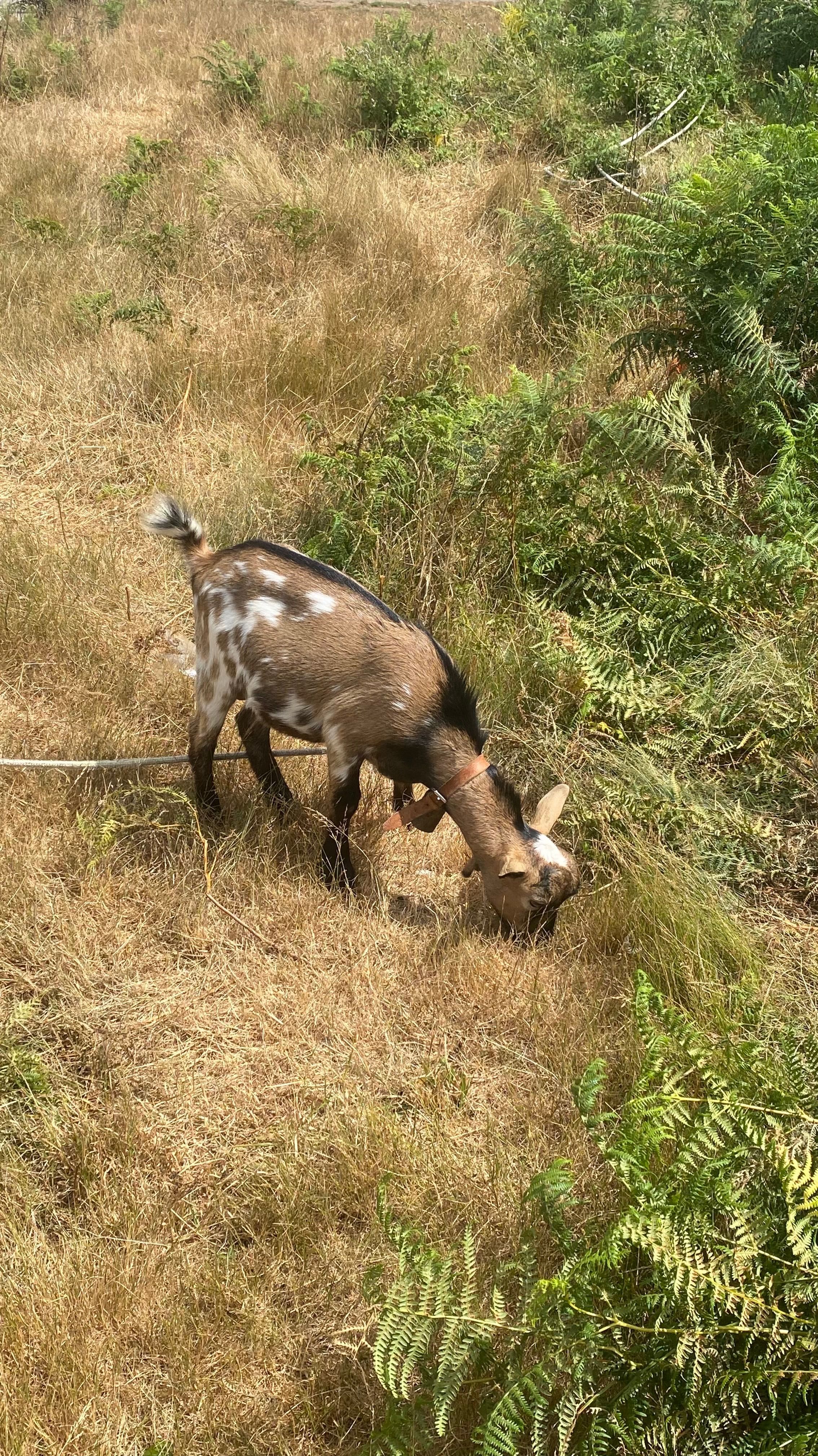 Cabrito anão  ( sem cornos )