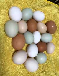 Кольорові яйця домашніх курей