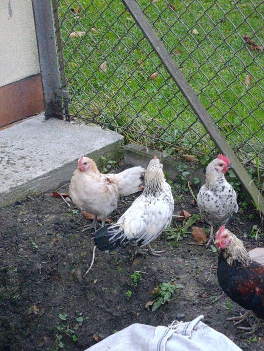 Koguty liliputy 7 szt.