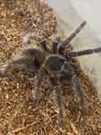 Lasiodora parahybana, samiec