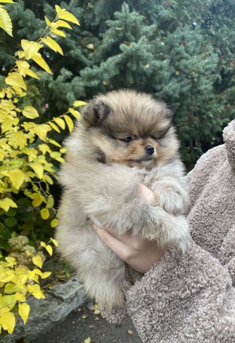 Шпіц дівчинка міні