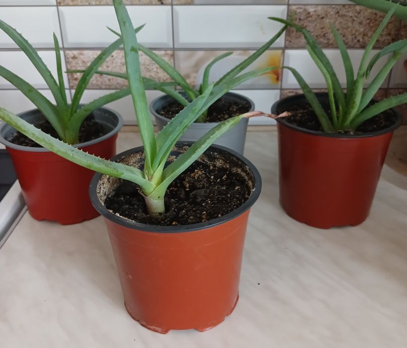 Алое в горщиках 50 грн