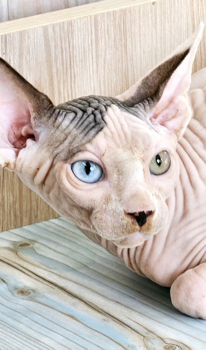 Еклюзивні кошенята