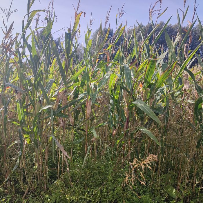 Kukurydza na pniu 2.5 ha