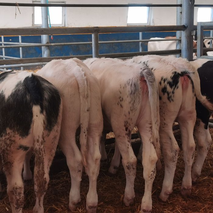 Odsadki mięsne bbb simental